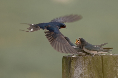 Deze juveniele boerenzwaluwen werden in de Baarnse polder Zeldert af en aan gevoerd.
Het was een prachtgezicht.

Grt Caspar