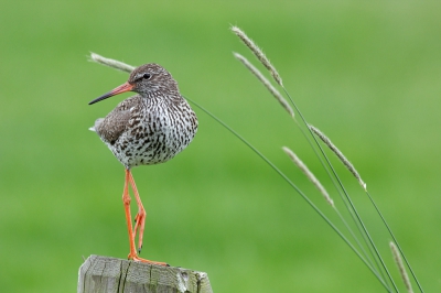 Met deze tureluur heb ik een leuke middag beleefd. Het was net een model: ietsje draaien, pootje omhoog en even mooi naar de camera kijken. Klik! Ondanks de vrij harde wind kon hij toch op 1 poot blijven staan. Deze wind zorgde er ook voor dat de grashalmen mooi het beeld inwaaiden. Deze maken in mijn ogen de plaat af. Ik heb even getwijfeld of ik de halm achter de kop weg zou halen maar ik heb hem toch laten zitten. Wat vinden jullie?