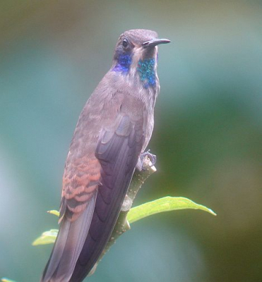 Taken at Cinchona feeders; a site since destroyed by earthquake Jan. 8, 2009. This was a good site to see this uncommon middle elevation species in Costa Rica. Weather was cloudy (as always). I uploaded this photo because it shows a nice perspective of an uncommon species.