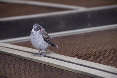 Dit keer geen vrolijk plaatje vanaf de Galapagos. Deze spotvogel (of is het nu spotlijster?) fotografferde ik in het reuzenschildpaddencentrum (dat scoort met scrabble behoorlijk!) op het eiland Isabela. De vogel heeft een grote zeer op zijn bek. Dit beteknt: pokken en hij zal het niet overleven.