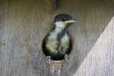 De laatste van drie jongen verlaat het nest (naast onze keukendeur). Deze was erg nieuwsgierig en nam eerst de omgeving eens uitgebreid in zich op ...