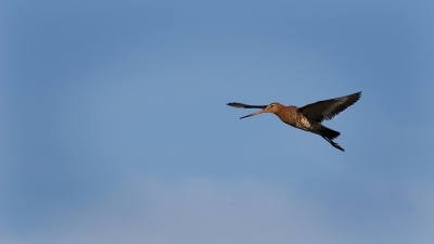 Door mijn zoon ben ik me weer gaan interesseren voor vogels, Fotograferen is mijn hobby en dat wil ik nu graag combineren.