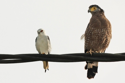De twee roofvogels zaten op zo'n honderd meter van elkaar verwijderd op dezelfde electriciteitskabel langs de weg in de buurt van Sukau river (Borneo). Om het verschil in grootte te laten zien heb ik ze in n foto geplaatst.