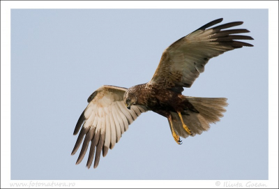 This bird was posing us for 20-25min, i shoot 4GB :-).