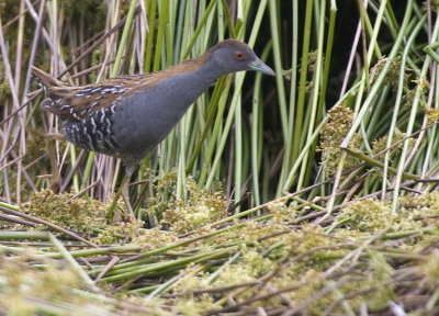 Vandaag maar die kant op gegaan want een unieke mogelijkheid om twee beesten (ook nog porseleinhoen) te zien die ik tot nog toe alleen gehoord had. In de halve minuut dat ik dit beest zag ook redelijk kunnen fotograferen.