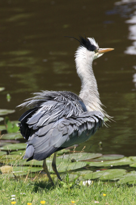 Van het type warrige blauwe reigers, zoals vandaag op deze site geintroduceerd door Leo Snellink, hierbij een andere uitvoering.