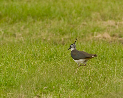 Vanaf de weg, uit de auto, camera op dekenrol deze trappelende  kievit, die druk bezig was wormen te vergaren.