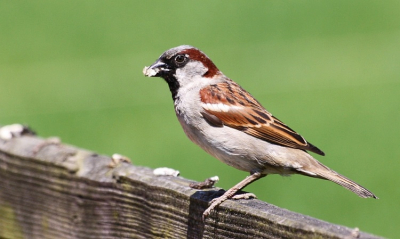 Dit huismusje heeft een stukje brood oid te pakken, welke hij in snel tempo naar zijn nestje wil brengen. Onder de dakpannen hoor ik de kleintjes al roepen.