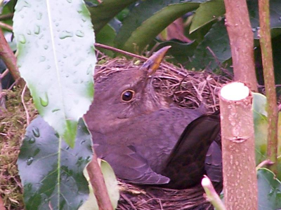 Naast ons huis broed een merel waar ik achter kwam toen ik de struik aan het snoeien was.
Vanuit de badkamer kun je rechtstreeks in het nest kijken en kwam ik tot de ontdekking dat deze merel al 2 kleine jongen heeft.

Kodak 6490