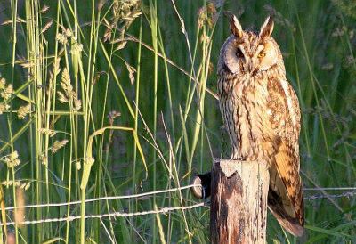 Deze schitterende uil kwam ik tegen toen ik vanavond een rondje ging doen. Ik dacht bij mezelf toen ik een rij paaltjes zag. "laat er een vogeltje op zitten, al is t maar een kleintje" En boem daar zat ie..... Ik vond het heel bijzonder hem tegen te komen!