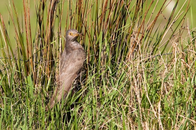 Deze koekoek, heeft mij minuten lang vermaakt met het zoeken naar rupsen in de Blaricumse polder, de Kampen.

Grt Caspar