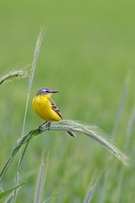 Al een tijdje was ik deze Gele kwikstaart aan het volgen en ik had ook al aardig wat foto's kunnen maken maar toen hij op een halm ging zitten leverde dit verreweg de mooiste foto's op.