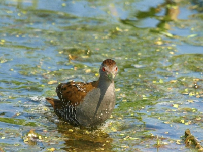 Net als de rest van vogelkijkend nederland even wezen kijken bij de kleinst waterhoen.Op sommige momenten kon je hem bijna aanraken.Heel mooi.