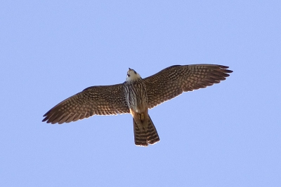 Ik kom er weer niet uit. Welke roofvogel is dit.De vogel heeft een duidelijke tekening van onderen maar ik heb geen vergelijking kunnen vinden. Wie weet het ?