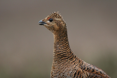 Geloof het of niet, maar deze hen bemoeide zich ook met het gevecht: ze liep al roepend op de minder dominante haan af om hem te verjagen!
Het beeld is niet doorvergroot.