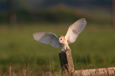 Soms zit het mee, soms zit het tegen.... Deze week was zon week dat alles qua fotografie meezat. Eerst de Groene Reiger, toen het Kleinst Waterhoen en de Proseleinhoen, en nu deze fantastische Kerkuil - een kers op de taart !
Gefotografeerd vanaf afgesloten prive terrein.

zie ook: www.pbase.com/hansbrinks onder recent