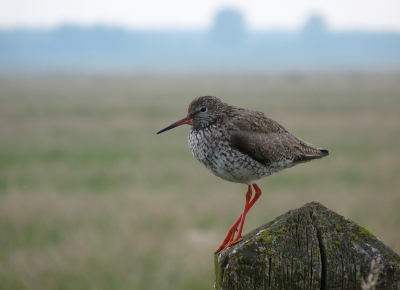 In de polder deze tureluur op een paal druk bezig het verenkleed te poetsen.