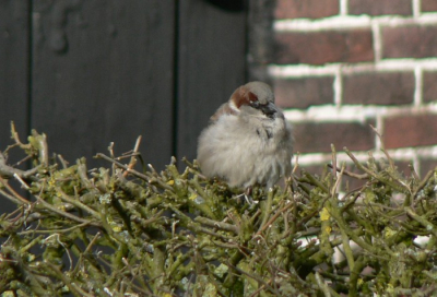 Het was koud en dat zie je ook aan deze mus in een heg op het platteland