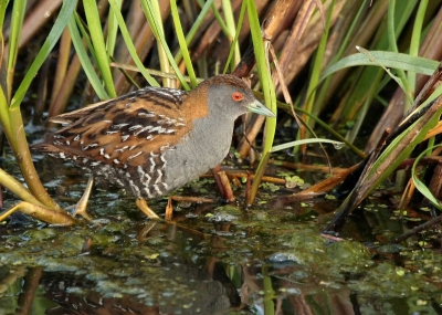 Super vogels vind ik het,en geweldig om ze zo van dichtbij te zien.