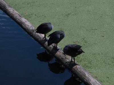 Twee werelden met drie jonge meerkoeten - uitzichtloos - in een verdeelde wereld.