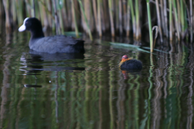 meerkoet met jong, gefotografeerd tijdens een kano tochtje op een zonnige dag