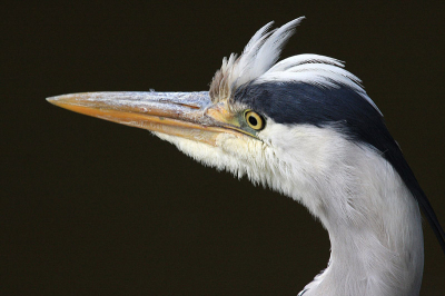Zelfs tijdens het poetsen verloor deze reiger nooit echt zijn aandacht voor de hengelaar die probeerde (voor hem) een visje te verschalken. Dit bood mij de gelegenheid hem tot op een viertal meters te benaderen.