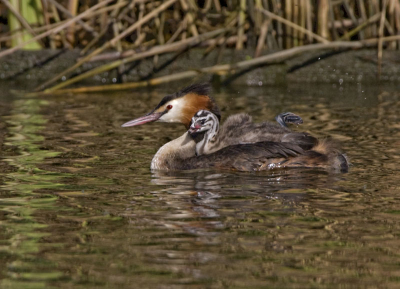 mijn eerste foto's van jonge fuut op de rug van ouders in het late avondzonnetje n jong zwom al zelf deze vond het wel lekker zo op de rug van mamma fuut.