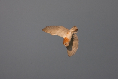 Nog eentje uit de serie van de Kerkuil van afgelopen zaterdag. Nu in duikvlucht.