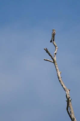 Ik zag hem de weg oversteken om voor mij in een dode boom te gaan zitten.
Had er eerst een grotere crop van maar vond het toch mooier om de vogel met zijn uitkijkpost te laten zien.
Alleen waarom heeft die een zwarte streep op zijn staart ik zie dat niet in andere plaatjes of foto's. Is het een ondersoort of zit ik gewoon weg helemaal faudt.

Groeten Johan