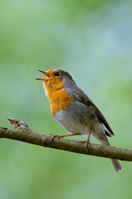 Roodborst die totaal geen moeite had om te poseren en zelfs op een gegeven moment binnen de min. scherpstelafstand van me lens kwam. Dit was de mooiste pose waarbij ik ook blij was met de achtergrond.