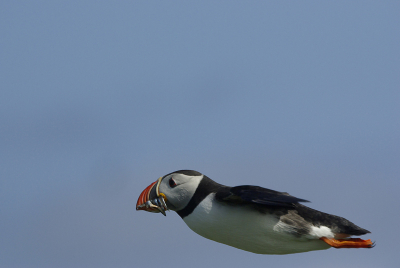 De laatste van het bezoek aan de farne eilanden. Meer foto's op mijn site