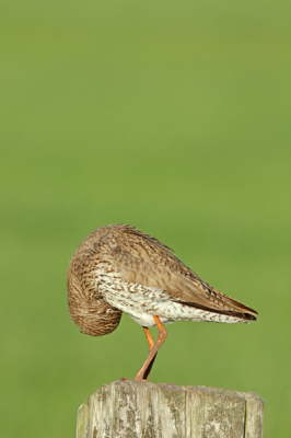 Toen deze tureluur zich begon te poetsen ben ik wat gaan experimenteren met verschillende composities. Uiteidelijk vond ik dit een van de meest geslaagde foto's. Ben benieuwd wat jullie ervan vinden.