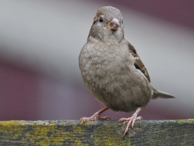Ik was m'n 300 f/4 af-s met kenko pro 2.0x teleconverter op scherpte aan het testen in de tuin toen ineens deze dame op de tuinmuur poseerde.
Meteen de iso omhoog gedaan en enkele plaatjes uit de hand geschoten.