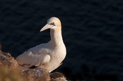 Een lang weekeind Helgoland en Dune heeft veel prachtige foto's opgeleverd. Waaronder deze in het avond licht en de diepblauwe zee 60 meter lager.