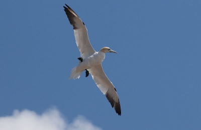 Ook deze jan van gent kwam mooi overvliegen de harde wind  zorgde er voor dat de vogels boven de rotsen uit kwamen. Gelukkig hadden we voldoende licht en een hoge sluitertijd om alle trillingen op te kunnen vangen.