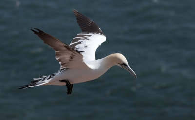Op de klif van Helgoland voor mij dit prachtige vliegbeeld vastkunnen leggen met een harde wind.