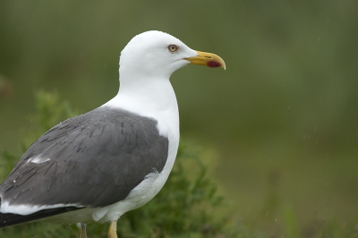 deze zilvermeeuw bleef mooi zitten toen we voorbij reden met de auto