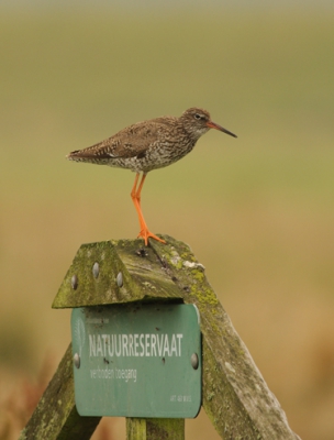 Vandaag in de polder geweest, met als doel de tureluur, en de grutto, en datis vrij aardig gelukt.