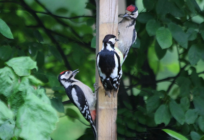 Ook deze week werden we weer verblijd met jonge vogels in onze tuin. Dit keer was het de specht die met  zijn 2 jongen bij ons langs kwam in de tuin.
Het hele winter had hij hazelnootjes bij ons gegeten en misschien wil hij op deze manier bedanken.  Hij kan  er nu wel weer zeker van zijn dat we weer hazelnootjes in voorraad zullen hebben.