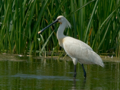 Kwam een fouragerende lepelaar tegen tijdens mijn rondgang in de polder.