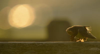 hier de derde foto , een boerenzwaluw in tegenlicht , ook erg mooi