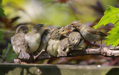 Nog een foto van het voeren van de jonge tjiftjafs in onze tuin. Er gingen heel wat insecten in die hongerige maagjes en heel wat foto's op de computer.