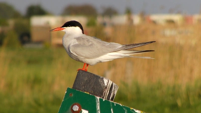 Deze visdief vloog boven mijn hoofd tijdens het varen, hij zag een paaltje en ging erop zitten.