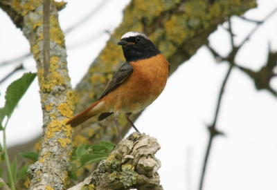 Zangvogel Lijsterachtige, 13 tot 14,5 cm lang.
Komt voor van April tot September en overwinterd ten zuiden van de Saharra. Nesteld in boomholtes. 
De opname omstandigheden zijn zonnig en een temp van 22 graden. Ik plaats de foto omdat het en van de mooiste duinvogeltjes is.