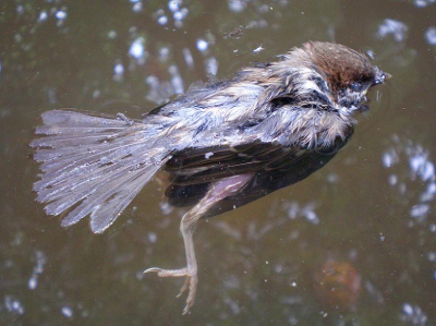 Dit dus rustig poserende vogeltje is helaas in de hondevijver terecht gekomen....jammer dat ik het niet eerder ondekt had.