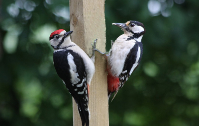 Al een paar dagen zit de specht met haar 2 jongen bij ons in de tuin. We genieten hier volop van en knippen dan ook heel wat foto's
