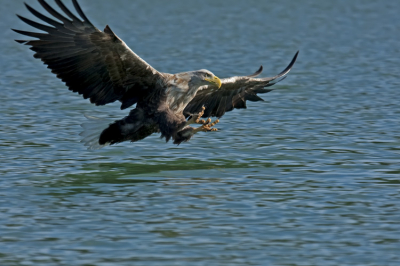 via han bouwmeester naar duitsland geweest om de zeearend te fotograferen wat een ervaring is dat, van uit een bootje met moelijke licht omstandigheden, 100/400mm lens