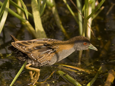 Na wachten en wel horen kwam hij ineesn uit het riet waar ik stond. Meteen ratelen en de beste eruit gepakt.
Gr. Henk
Is intussen door vroege vogels in nieuwsbrief gebruikt.