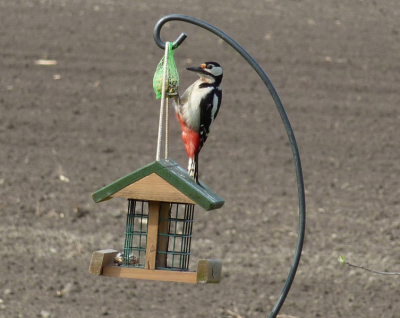 Deze specht had echt honger. Foto genomen met 12 x zoom. En specht heeft me eerst eens aangekeken en ging toen door met eten. Ik trouwens ook, want ik zat buiten te eten. De 2e specht zat even verder op in een appelboom.