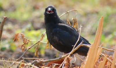 Dit was een van de jonge vogels van een kraaiennest. de ouders waren blijkbaar weg en de jonge vogels hadden constant hun snavel open. ze lieten zich wel erg goed benaderen.